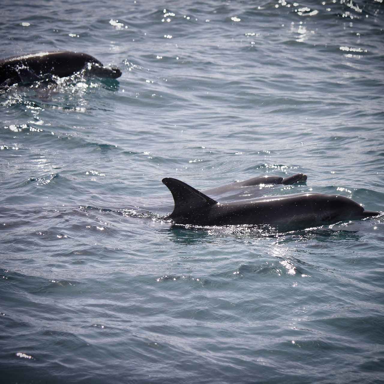 Cap’n Turbot’s Funniest Moments in Paw Patrol Episodes 4 Lessons Learned from Cap’n Turbot’s Humor