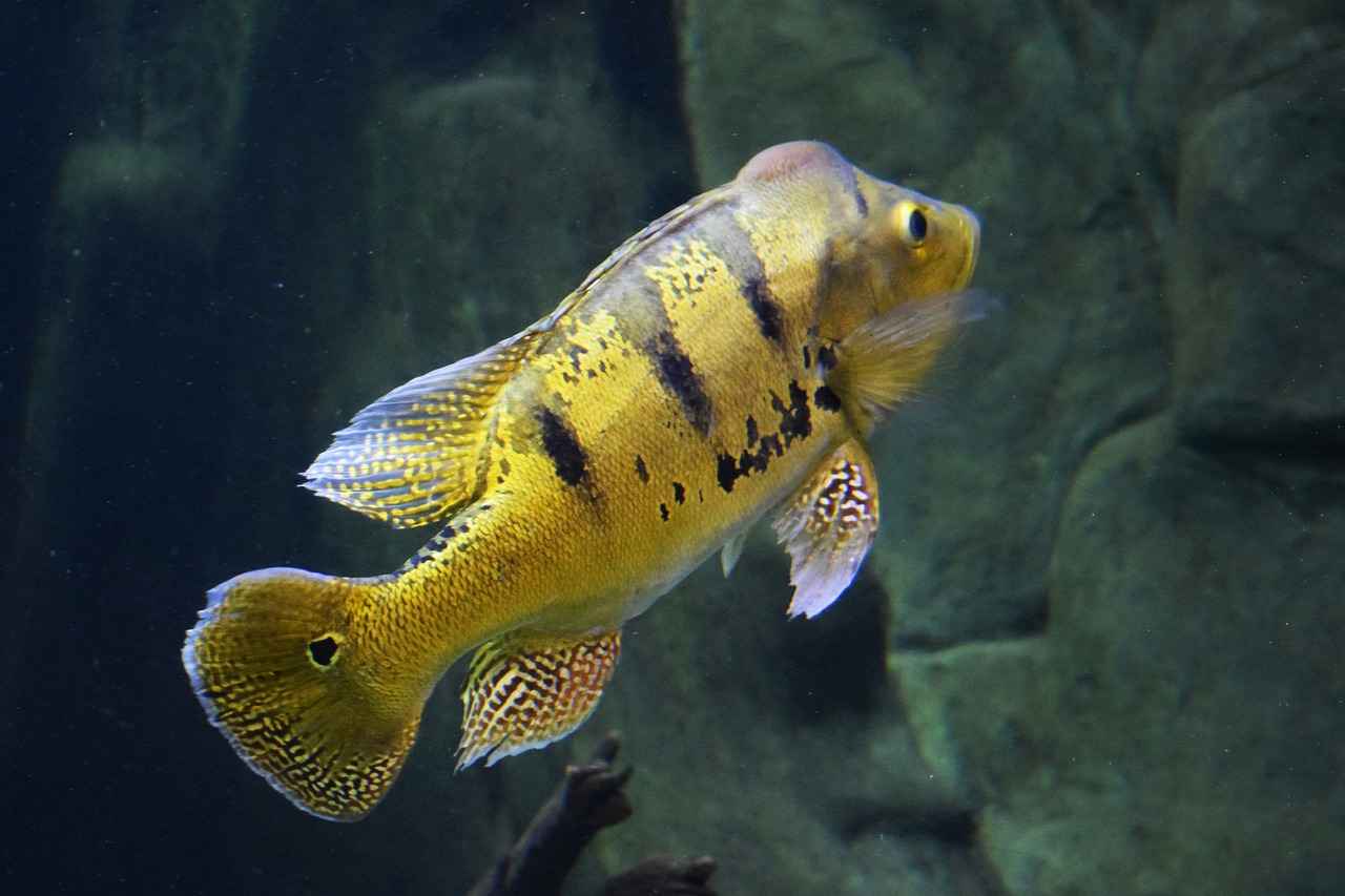 Cap’n Turbot’s Funniest Moments in Paw Patrol Episodes 5 Why Kids Love Cap’n Turbot