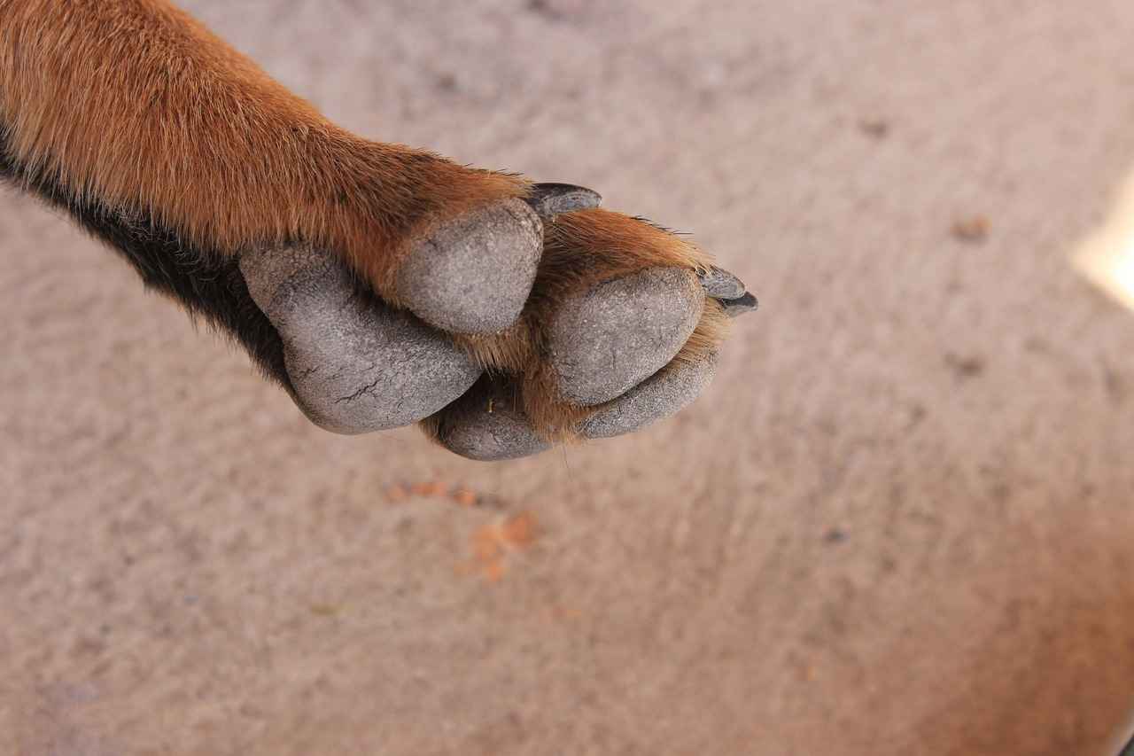 The Origins of Paw Patrol