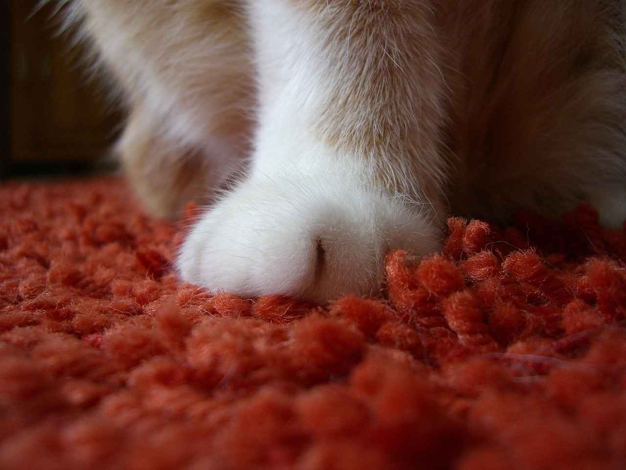 Is Paw Patrol Good for Kids? A Parent’s Guide 1 Promoting Teamwork and Cooperation