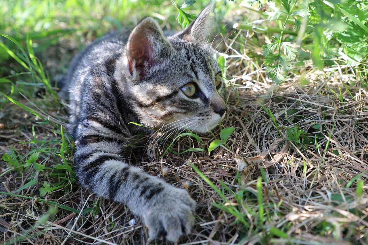 Jet to the Rescue: Paw Patrol’s High-Flying Adventure Review 3 Educational Value of Jet to the Rescue