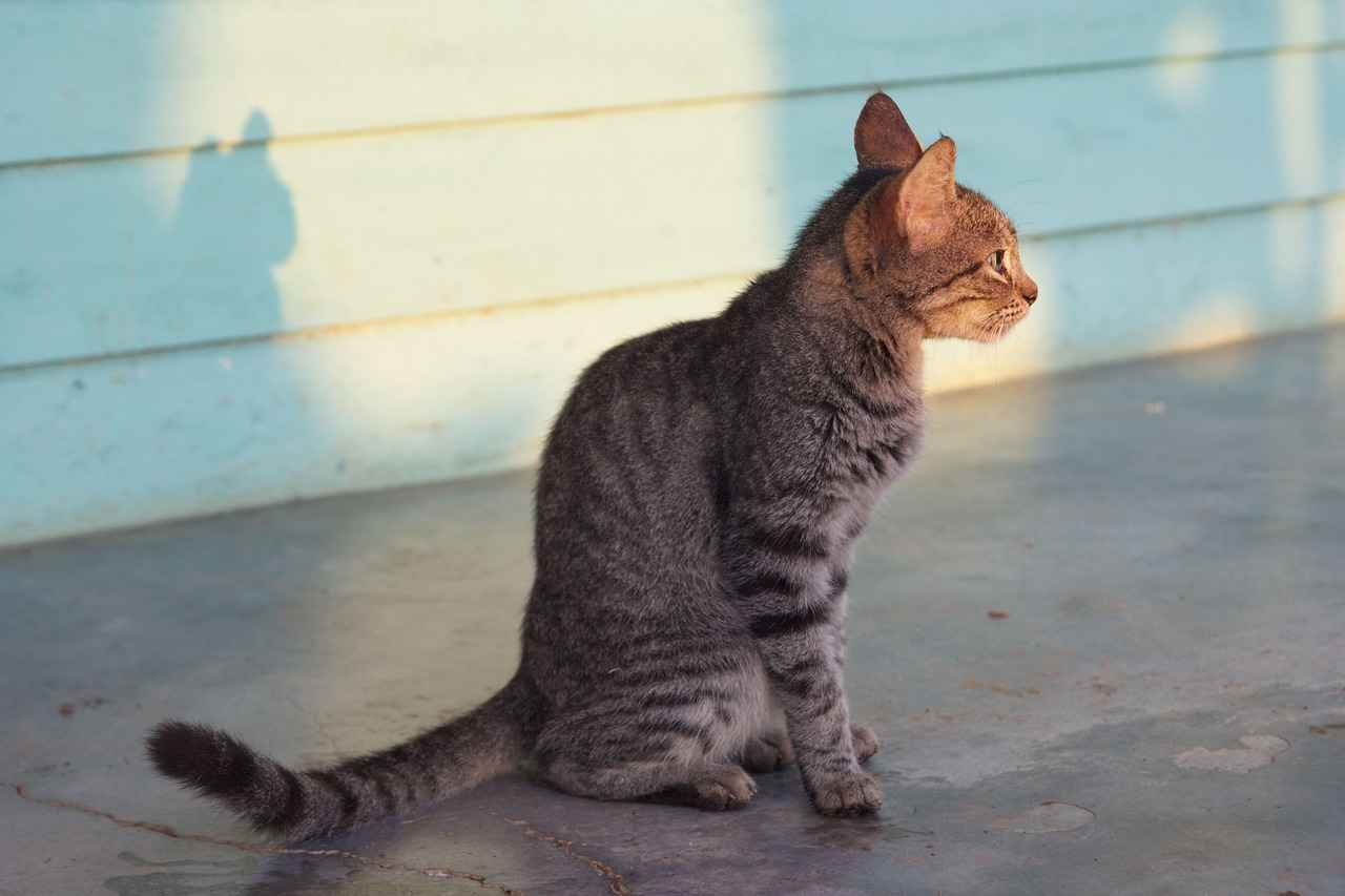 Jet to the Rescue: Paw Patrol’s High-Flying Adventure Review 1 The Paw Patrol Team