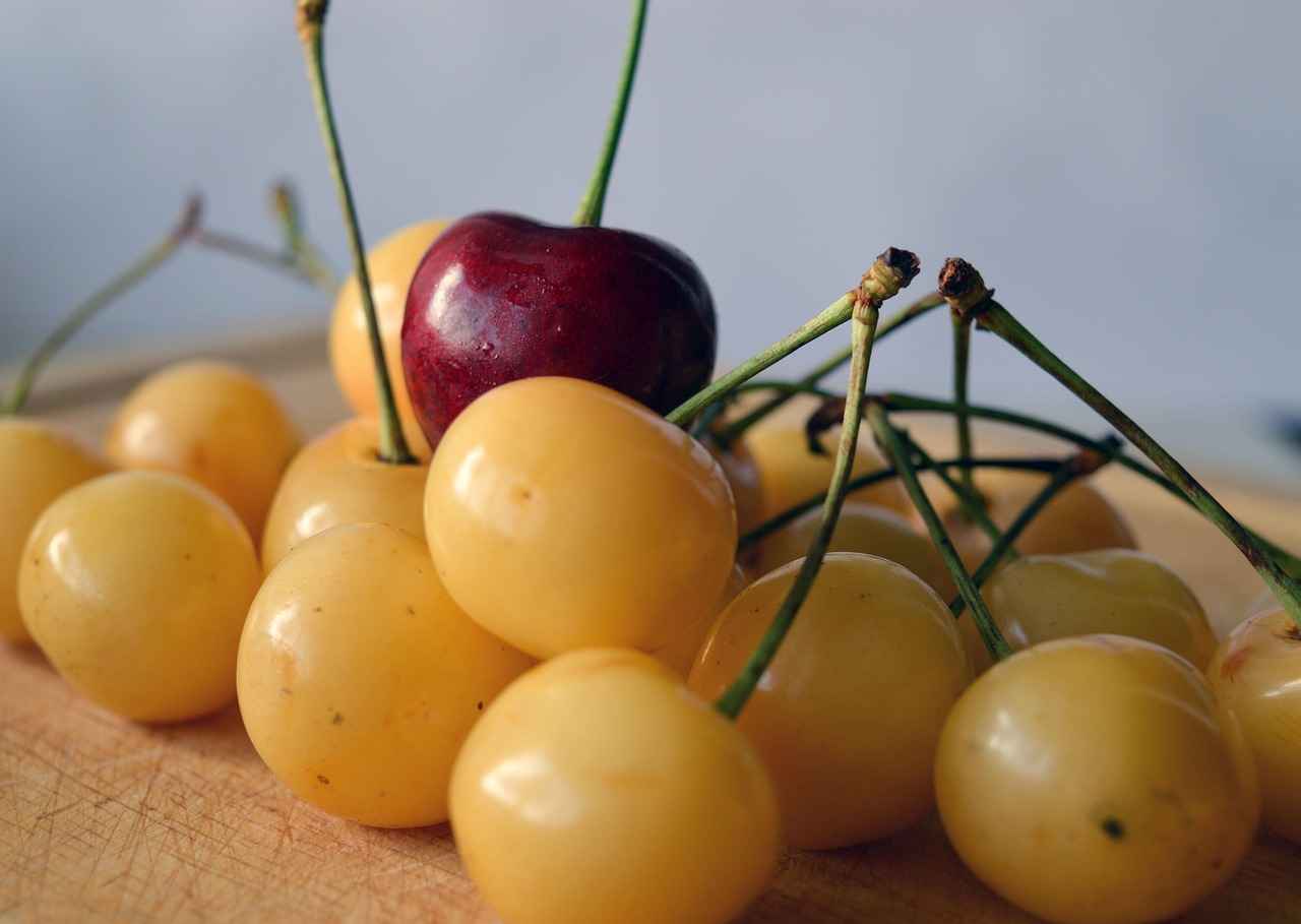 Leadership Lessons from Ryder & His Pups 4 Supporting Team Members’ Well-being