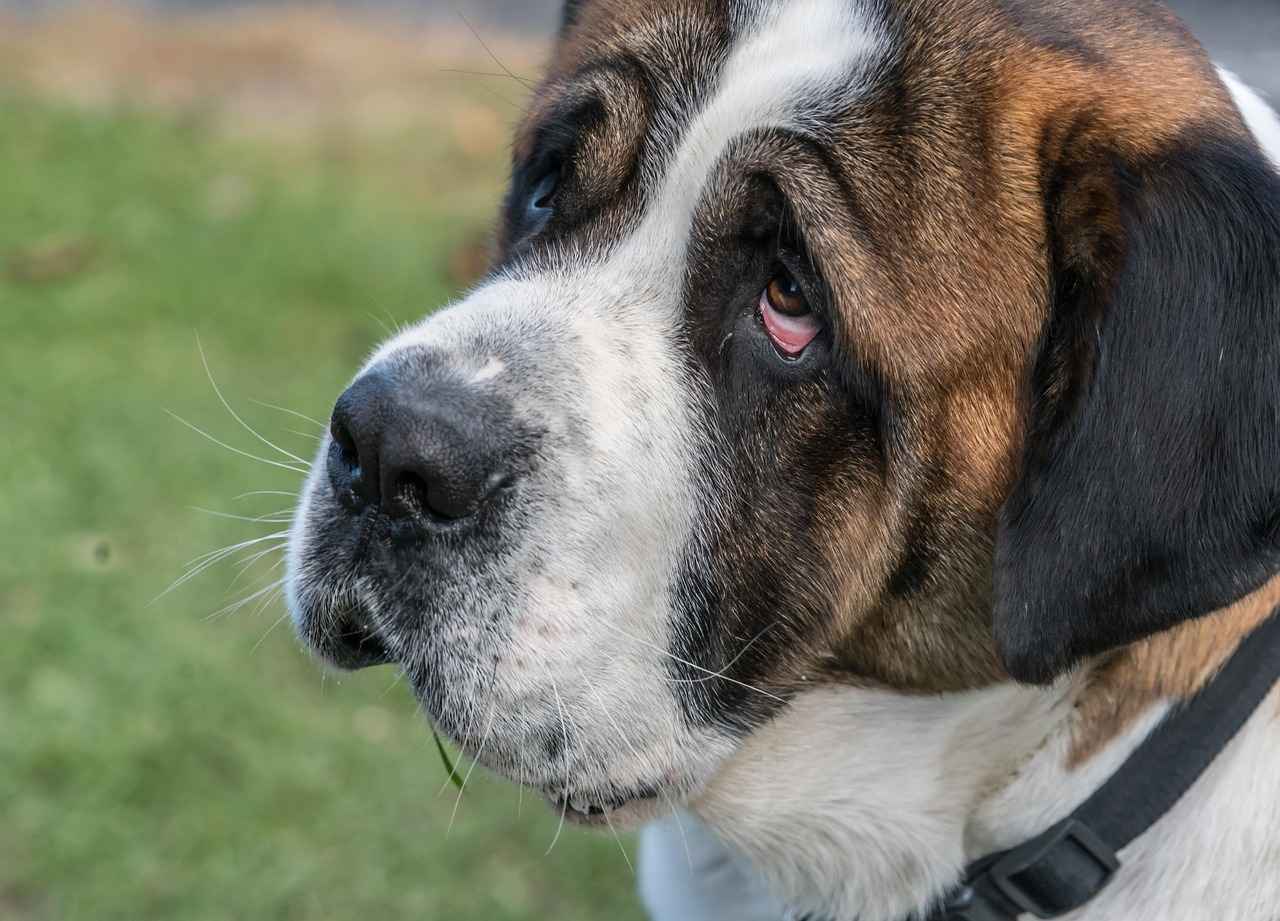 Let’s Dive In! – Zuma’s Best Water Rescues in Paw Patrol 3 Key Lessons from Zuma’s Adventures