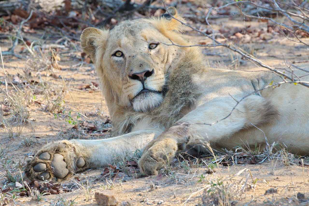 Chase: The Super Speedster