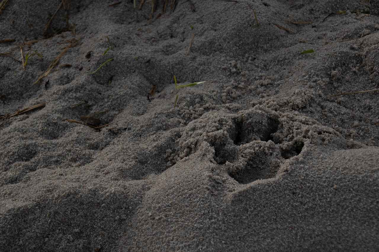 Paw Patrol Bedding: The Best Comforters and Sheet Sets for Kids 2 Top Paw Patrol Comforters for Kids