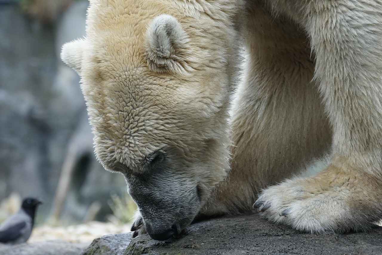 What is Paw Patrol Clothing?