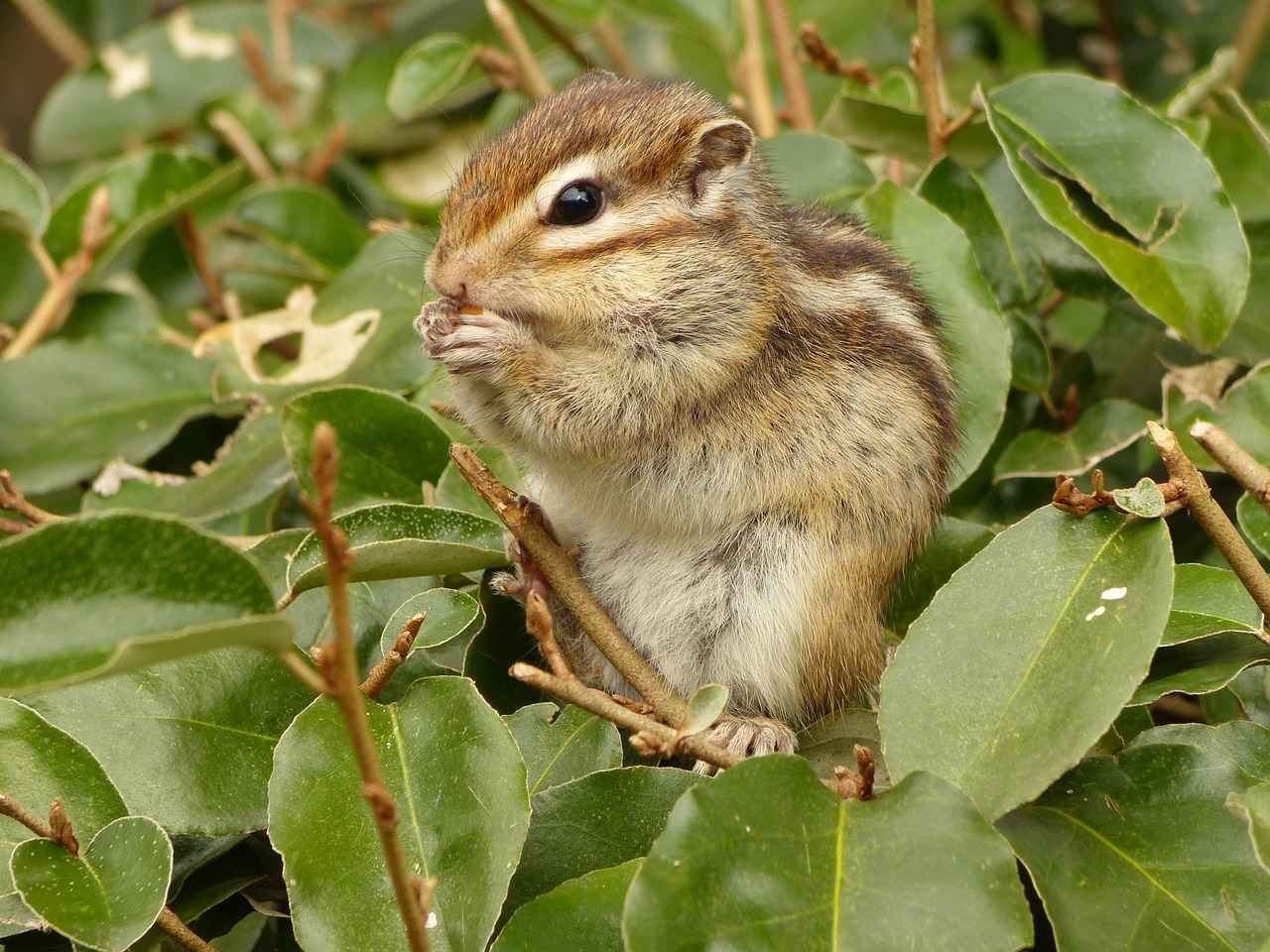 How to Choose the Right Knee Pads