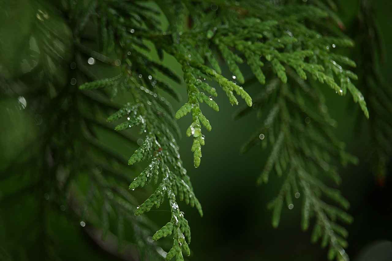 Different Types of Paw Patrol Lunchboxes