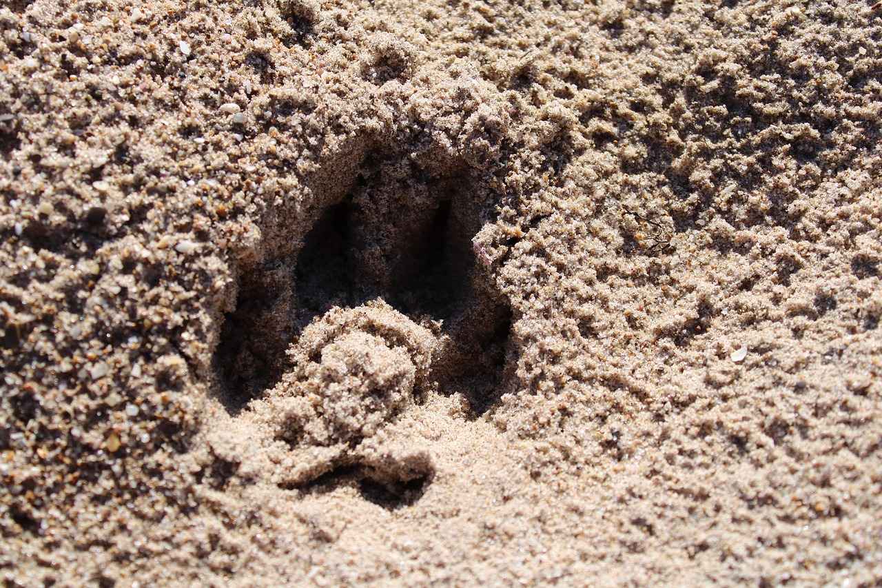 How to Choose the Right Paw Patrol Plush Toy