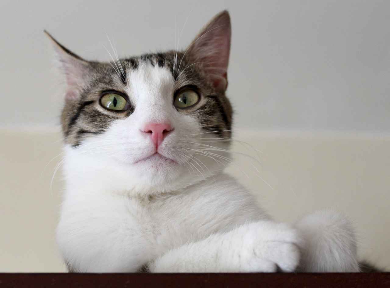 Paw Patrol Puzzles: Brain-Boosting Fun for Young Fans 1 What Are Paw Patrol Puzzles?