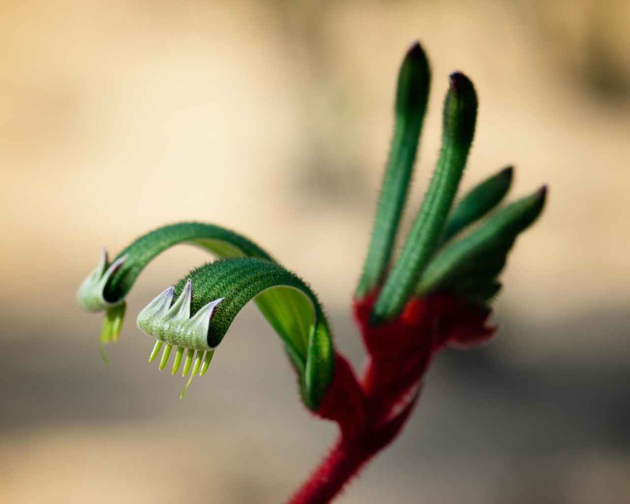 Paw Patrol Water Bottles: Best BPA-Free Options for Kids 3 Popular Paw Patrol Water Bottle Brands