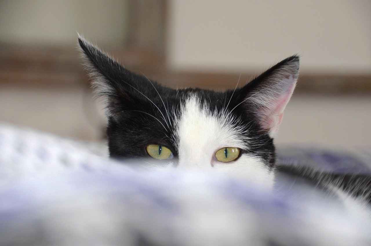 Popularity and Cultural Impact