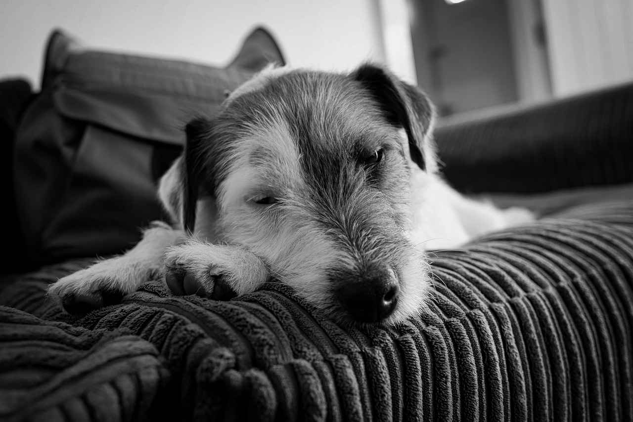 Rubble's Teamwork Skills