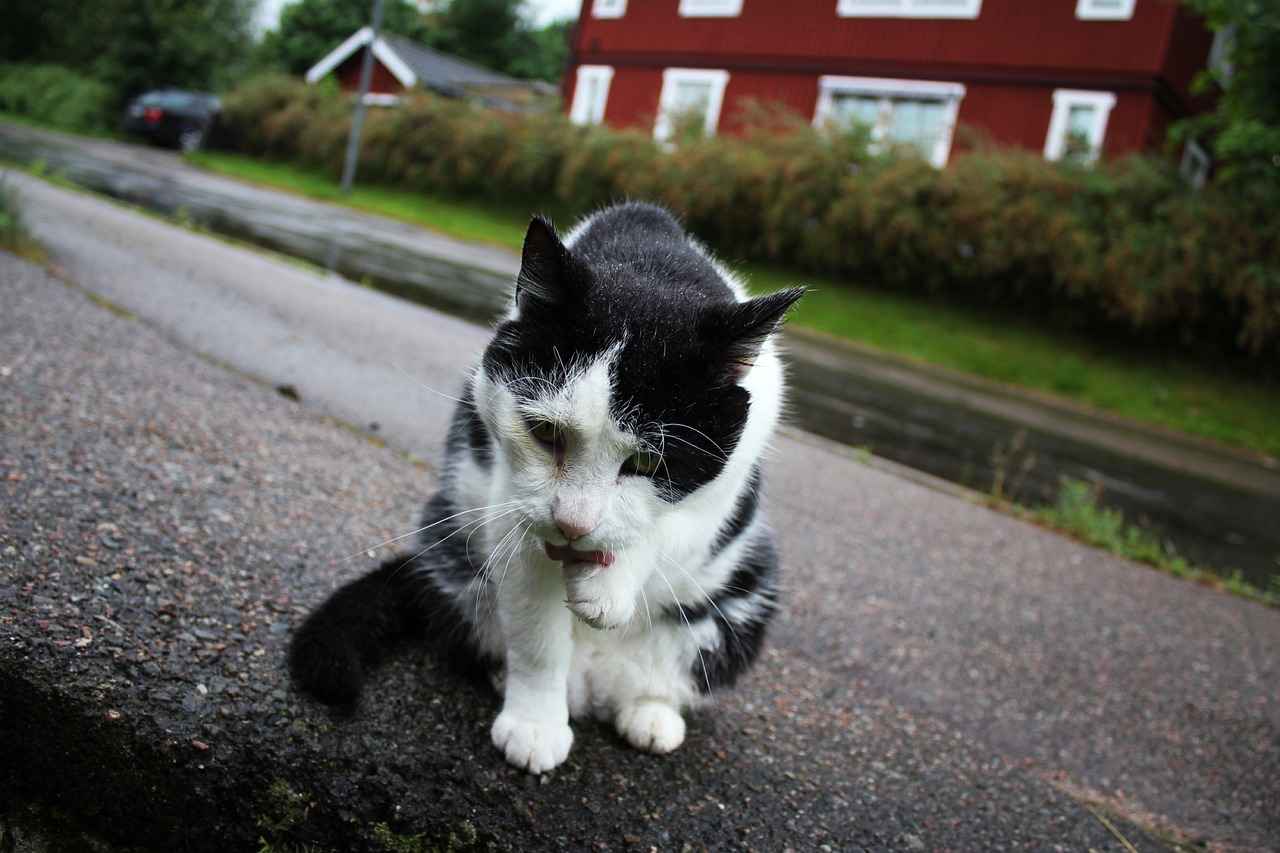 Sea Patrol: The Best Ocean Rescues from Paw Patrol 1 What is Sea Patrol in Paw Patrol?