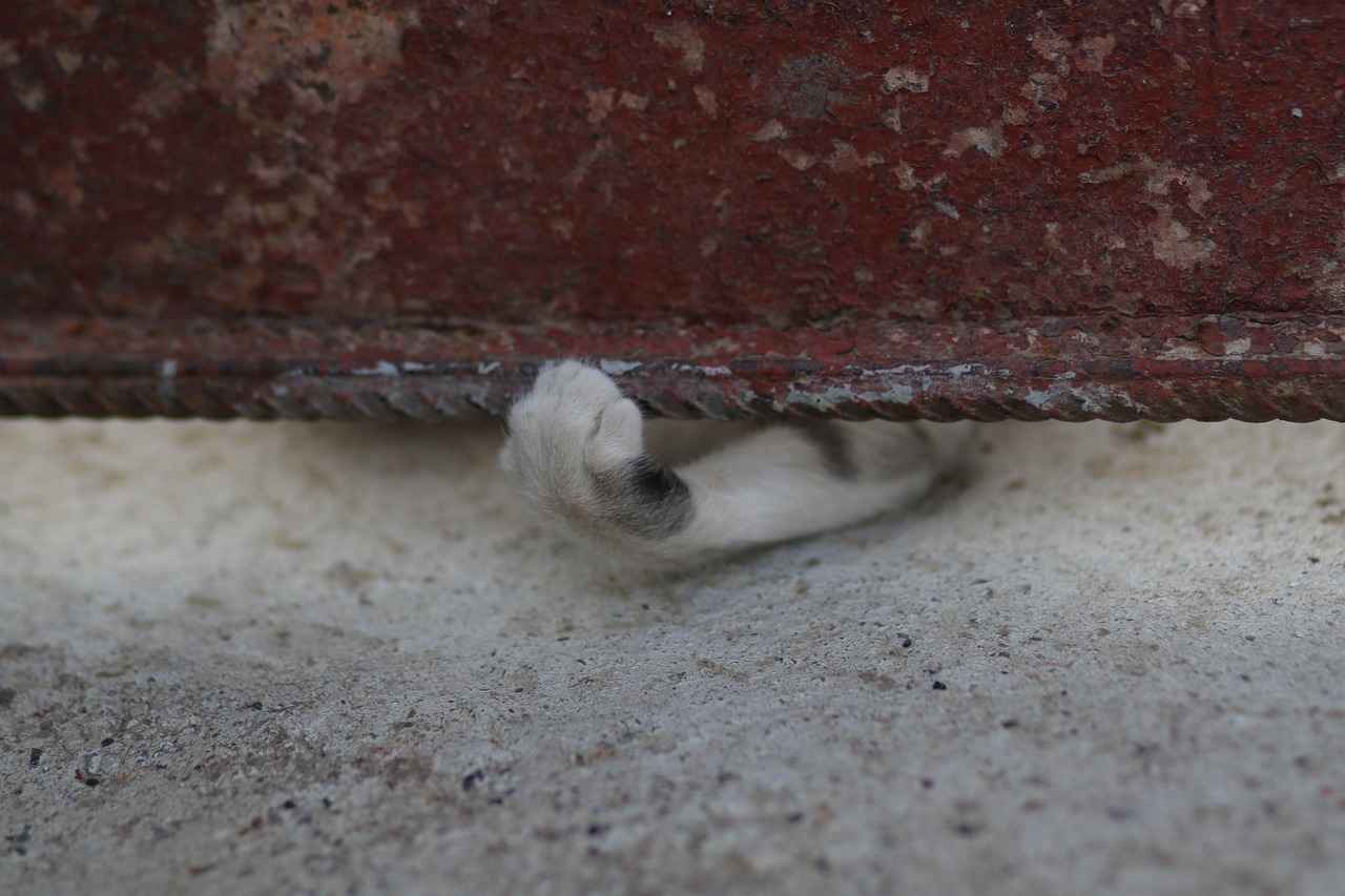 Sea Patrol: The Best Ocean Rescues from Paw Patrol 1 What is Sea Patrol in Paw Patrol?