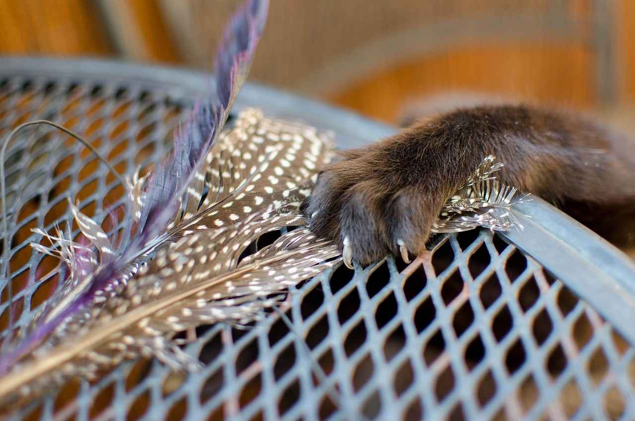 the best paw patrol episodes of all time ranked 3