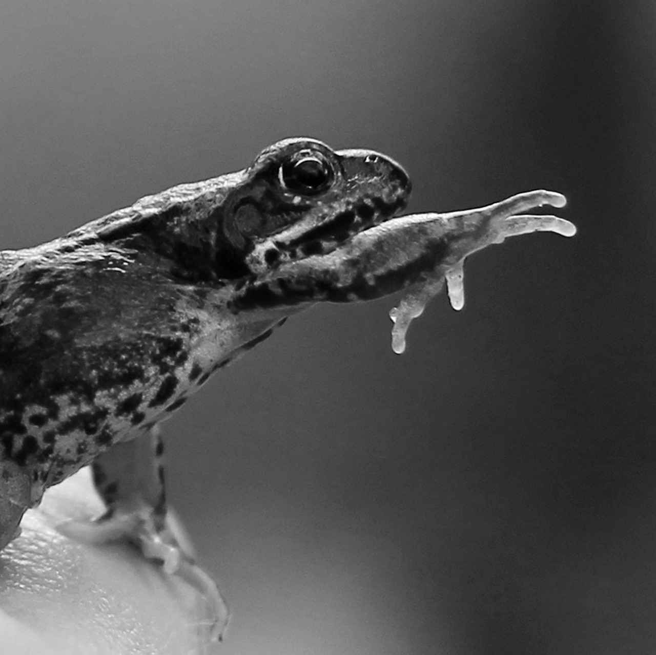 Top 5 Paw Patrol Missions: A Closer Look