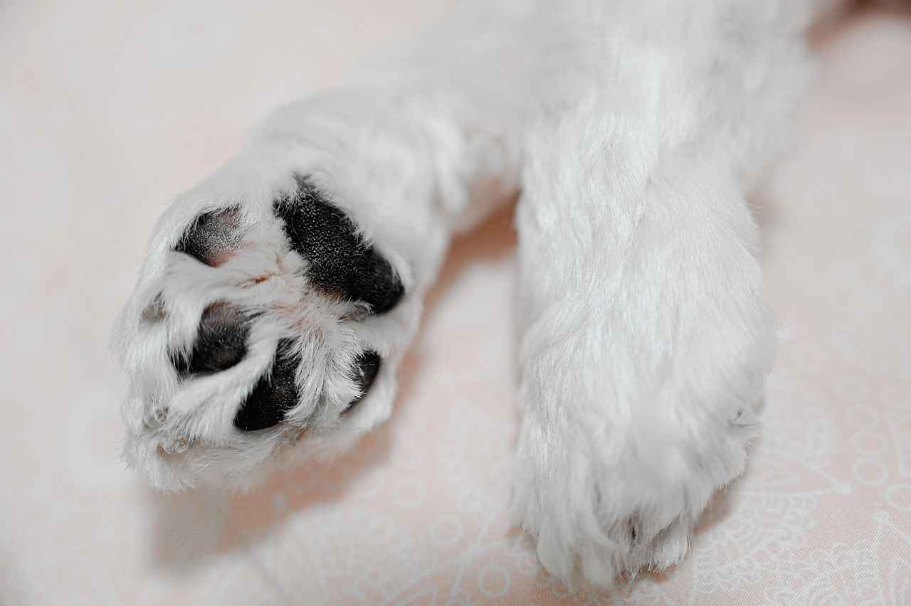 What to Expect at a Paw Patrol Live Show 5 Merchandise and Souvenirs